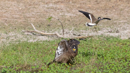 Crested Serpent Eagle (Spilornis cheela) perching on ground with open crest during the territory fight with Red-wattled Lapwing at the forest.