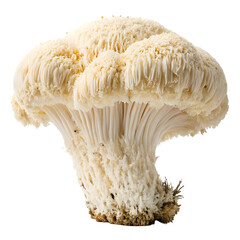 Lion's Mane Mushroom: Close-Up Image & High-Resolution Photo on transparent background