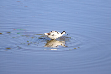 Pied Avocet Wading in Shallow Blue Water, Long Valley, Hong Kong