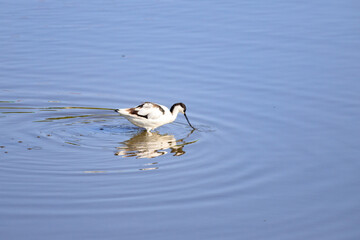 Pied Avocet Wading in Shallow Blue Water, Long Valley, Hong Kong