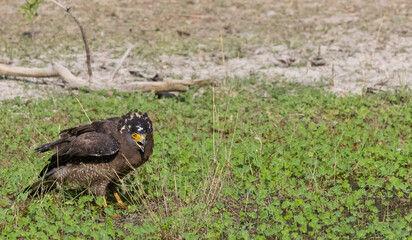 Crested Serpent Eagle (Spilornis cheela) perching on ground with open crest during the territory fight with Red-wattled Lapwing at the forest.