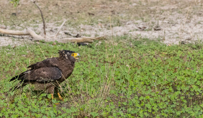 Crested Serpent Eagle (Spilornis cheela) perching on ground with open crest during the territory fight with Red-wattled Lapwing at the forest.