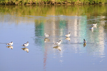 Tranquil Waters: A Flock of Wading Birds in Their Natural Habitat