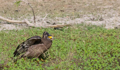 Crested Serpent Eagle (Spilornis cheela) perching on ground with open crest during the territory fight with Red-wattled Lapwing at the forest.