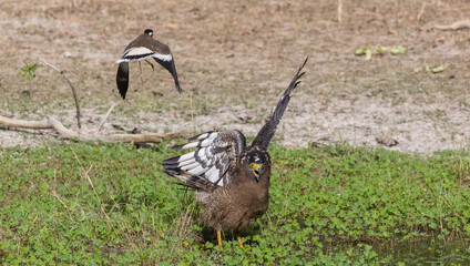 Crested Serpent Eagle (Spilornis cheela) perching on ground with open crest during the territory fight with Red-wattled Lapwing at the forest.