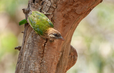 A Brown-headed Barbet photographed in Kabini (Karnataka, India)