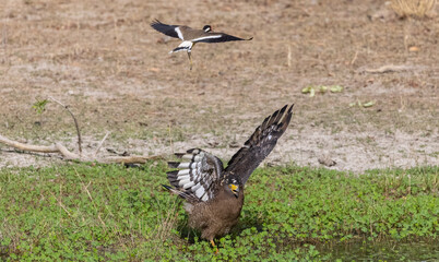 Crested Serpent Eagle (Spilornis cheela) perching on ground with open crest during the territory fight with Red-wattled Lapwing at the forest.