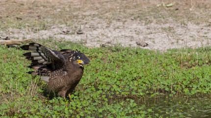 Crested Serpent Eagle (Spilornis cheela) perching on ground with open crest during the territory fight with Red-wattled Lapwing at the forest.
