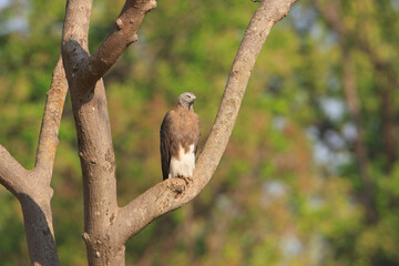 Grey Headed Fish Eagle sitting on a branch in Kanha National Park