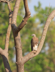 Grey Headed Fish Eagle sitting on a branch in Kanha National Park
