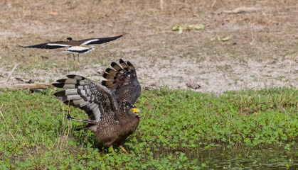 Crested Serpent Eagle (Spilornis cheela) perching on ground with open crest during the territory fight with Red-wattled Lapwing at the forest.