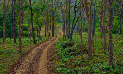 Safari road through the jungle of BR Hills Sanctuary (Karnataka, India)
