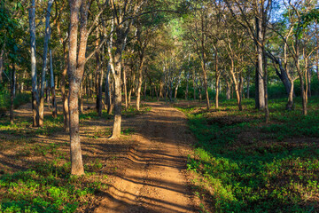 A mud road passing through dense jungle (photographed in BR Hills Sanctuary, Karnataka, India)