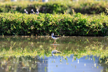 Black-winged Stilt Wading in a Peaceful Wetland Habitat, Long Valley, Hong Kong 