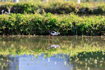 Black-winged Stilt Wading in a Peaceful Wetland Habitat, Long Valley, Hong Kong 