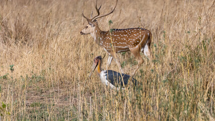 Adjutant stork (Leptoptilos dubius) walking in between the bushes at forest. Spotted deer in background.