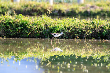 Black-winged Stilt Wading in a Peaceful Wetland Habitat, Long Valley, Hong Kong 