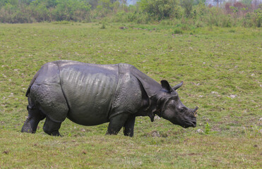 Obraz premium One Horned Rhino grazing in the grassland of Kaziranga National Park (India)