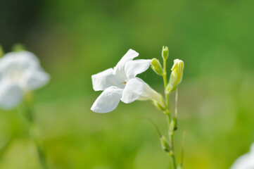 Obraz premium Asystasia gangetica Anderson, Asystasia gangetica L T Anders or Baya or Chinese violet 