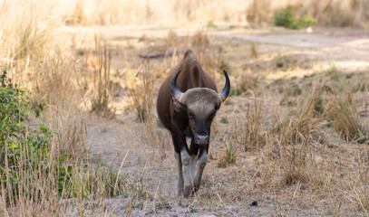 Indian Gaur (Bos gaurus) or Indian Bison walking in the indian jungle.