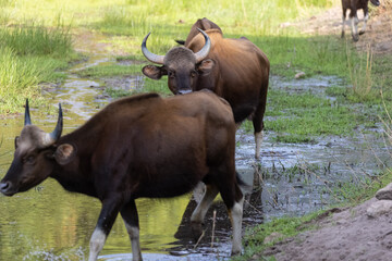 Indian Gaur (Bos gaurus) or Indian Bison walking in the indian jungle.