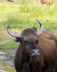 Indian Gaur (Bos gaurus) or Indian Bison walking in the indian jungle.