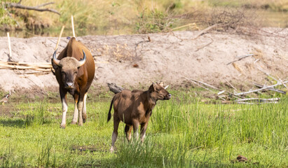 Indian Gaur (Bos gaurus) or Indian Bison walking in the indian jungle.