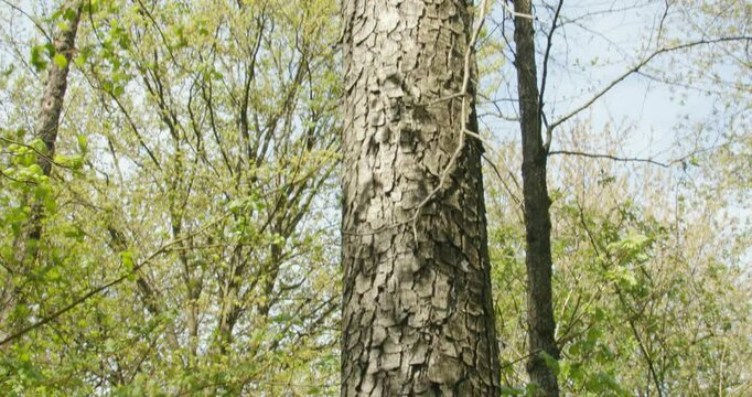 The common alder tree (Alnus glutinosa) in a forest