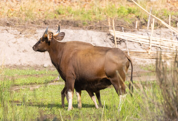 Indian Gaur (Bos gaurus) or Indian Bison walking in the indian jungle.