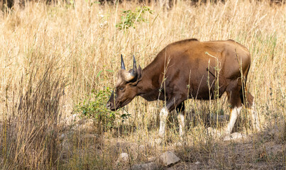 Indian Gaur (Bos gaurus) or Indian Bison walking in the indian jungle.