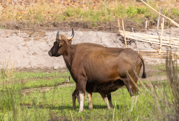 Indian Gaur (Bos gaurus) or Indian Bison walking in the indian jungle.