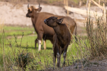 Indian Gaur (Bos gaurus) or Indian Bison walking in the indian jungle.