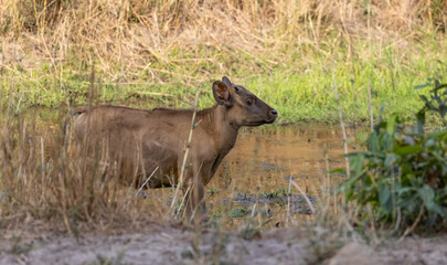 Indian Gaur (Bos gaurus) or Indian Bison walking in the indian jungle.