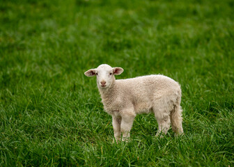 Cute little lamb standing in green pasture looking at camera. Perfect for nature themes, agriculture.