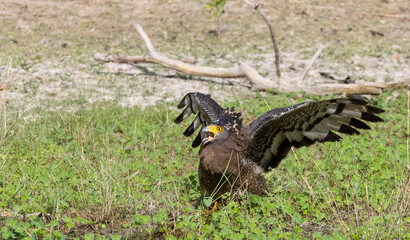 Crested Serpent Eagle (Spilornis cheela) perching on ground with open crest during the territory fight with Red-wattled Lapwing at the forest.