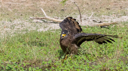 Crested Serpent Eagle (Spilornis cheela) perching on ground with open crest during the territory fight with Red-wattled Lapwing at the forest.