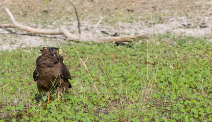 Crested Serpent Eagle (Spilornis cheela) perching on ground with open crest during the territory fight with Red-wattled Lapwing at the forest.