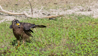 Crested Serpent Eagle (Spilornis cheela) perching on ground with open crest during the territory fight with Red-wattled Lapwing at the forest.
