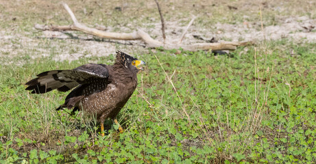 Crested Serpent Eagle (Spilornis cheela) perching on ground with open crest during the territory fight with Red-wattled Lapwing at the forest.