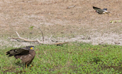 Crested Serpent Eagle (Spilornis cheela) perching on ground with open crest during the territory fight with Red-wattled Lapwing at the forest.