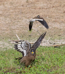Crested Serpent Eagle (Spilornis cheela) perching on ground with open crest during the territory fight with Red-wattled Lapwing at the forest.