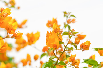 Bougainvillea or paper flower , yellow paper flower and sky