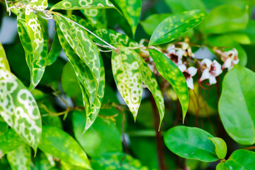 Asparagaceae, Dracaena surculosa Lindl or Gold Dust Dracaena or Japanese Bamboo or Spotted Dracaena or bicolor plant