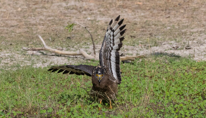 Crested Serpent Eagle (Spilornis cheela) perching on ground with open crest during the territory fight with Red-wattled Lapwing at the forest.