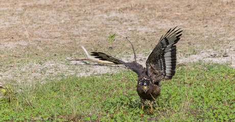 Crested Serpent Eagle (Spilornis cheela) perching on ground with open crest during the territory fight with Red-wattled Lapwing at the forest.