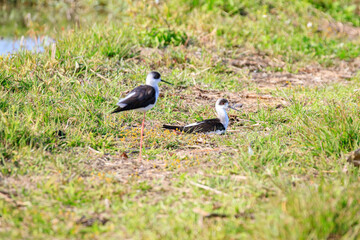 Two Black-Winged Stilts in Grassy Habitat, Long Valley, Hong Kong