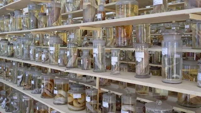 Rows of preserved ocean animals at a natural history museum