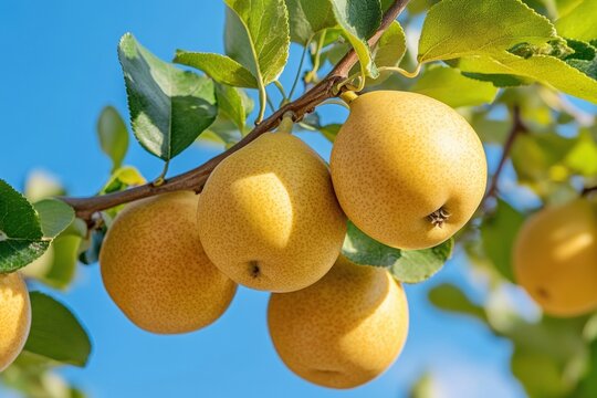 Ripe asian pears on tree branch against blue sky