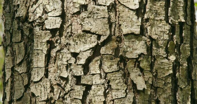 The common alder tree (Alnus glutinosa) in a forest