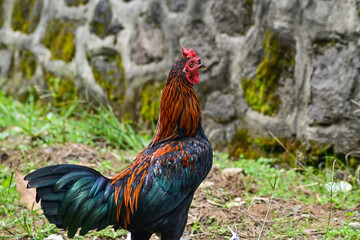 Photo of one rooster on the outdoor area with green grass. Close up view. Rooster with red comb. Focus selected or Selective focus.